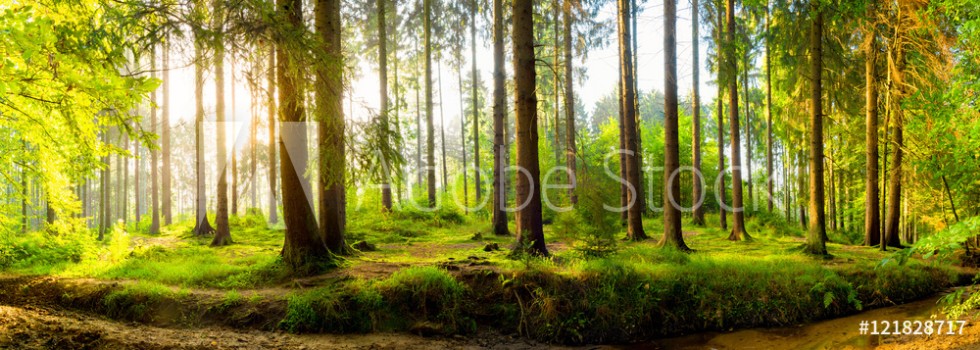 Picture of Wald Panorama bei Sonnenaufgang